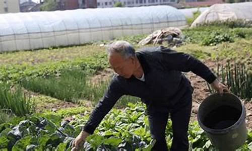 寒冷季节种的菜_种菜谚语关于天气寒冷