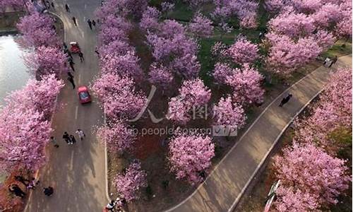 常宁樱花园现在开了吗_湖南常宁樱花园天气