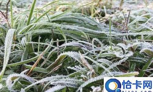 前段漳平天气有霜冻吗_明天漳平天气